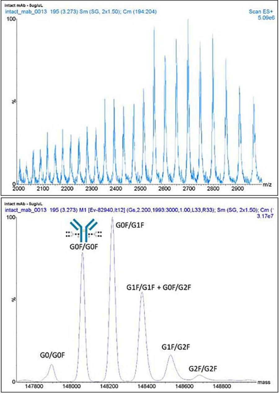 Raw data for an intact antibody collected to m/z 3000.  When deconvoluted, MassLynx software shows the mass of the antibody to be 148kDa.