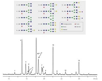 ACQUITY UPLC BEH Glycan Column Separation of 2-AB Labeled Human IgG Glycans