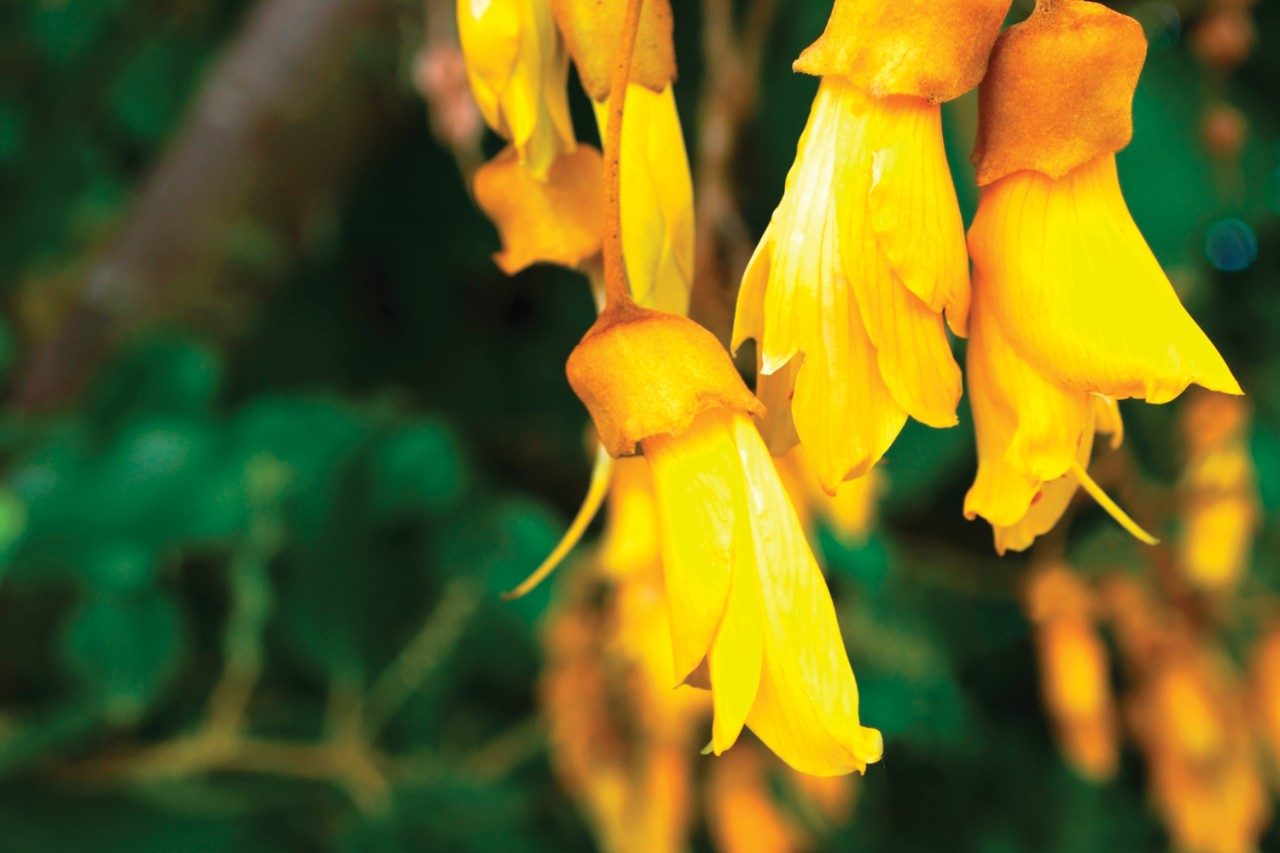 Kowhai blossoms from New Zealand