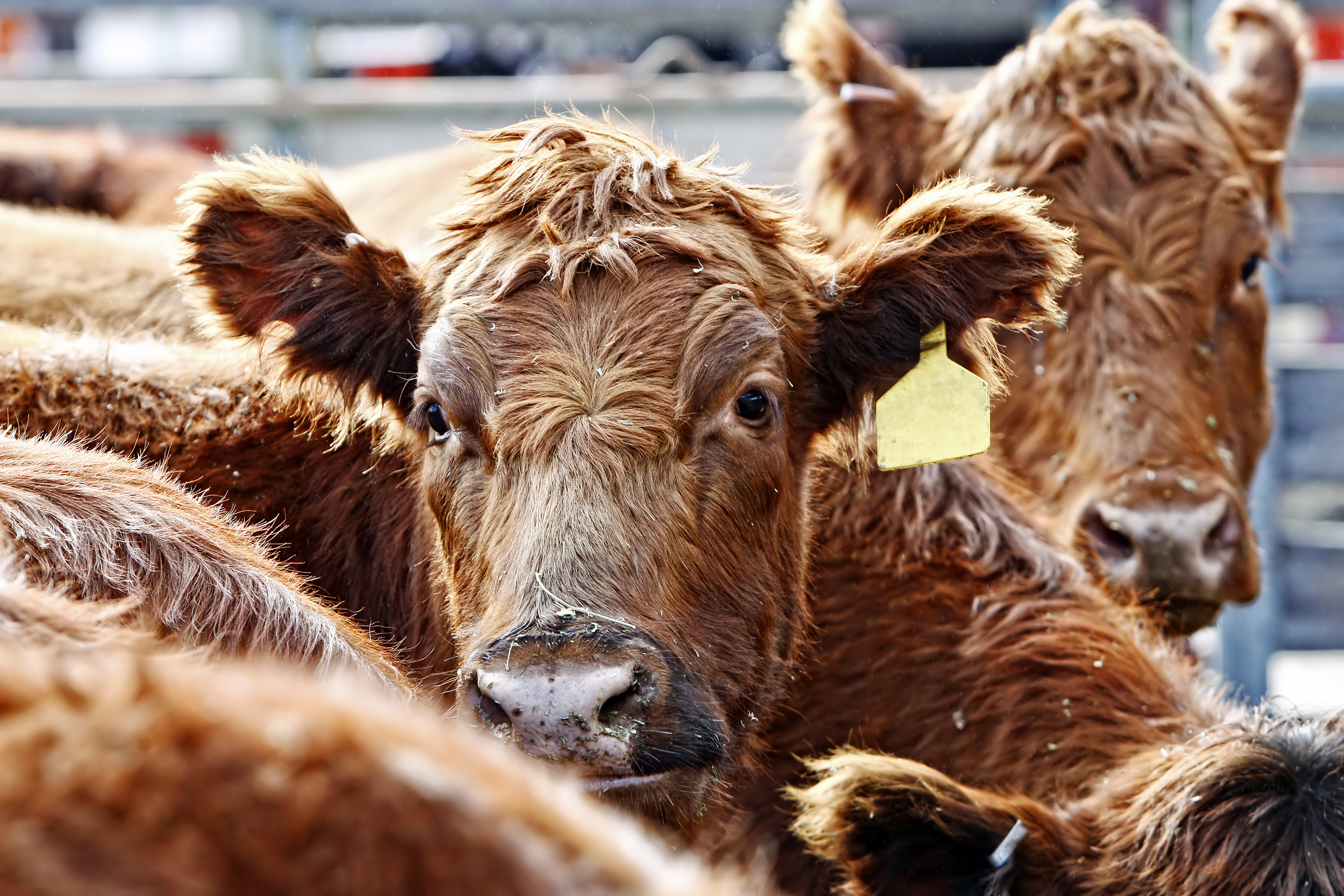 Red angus cattle closeup