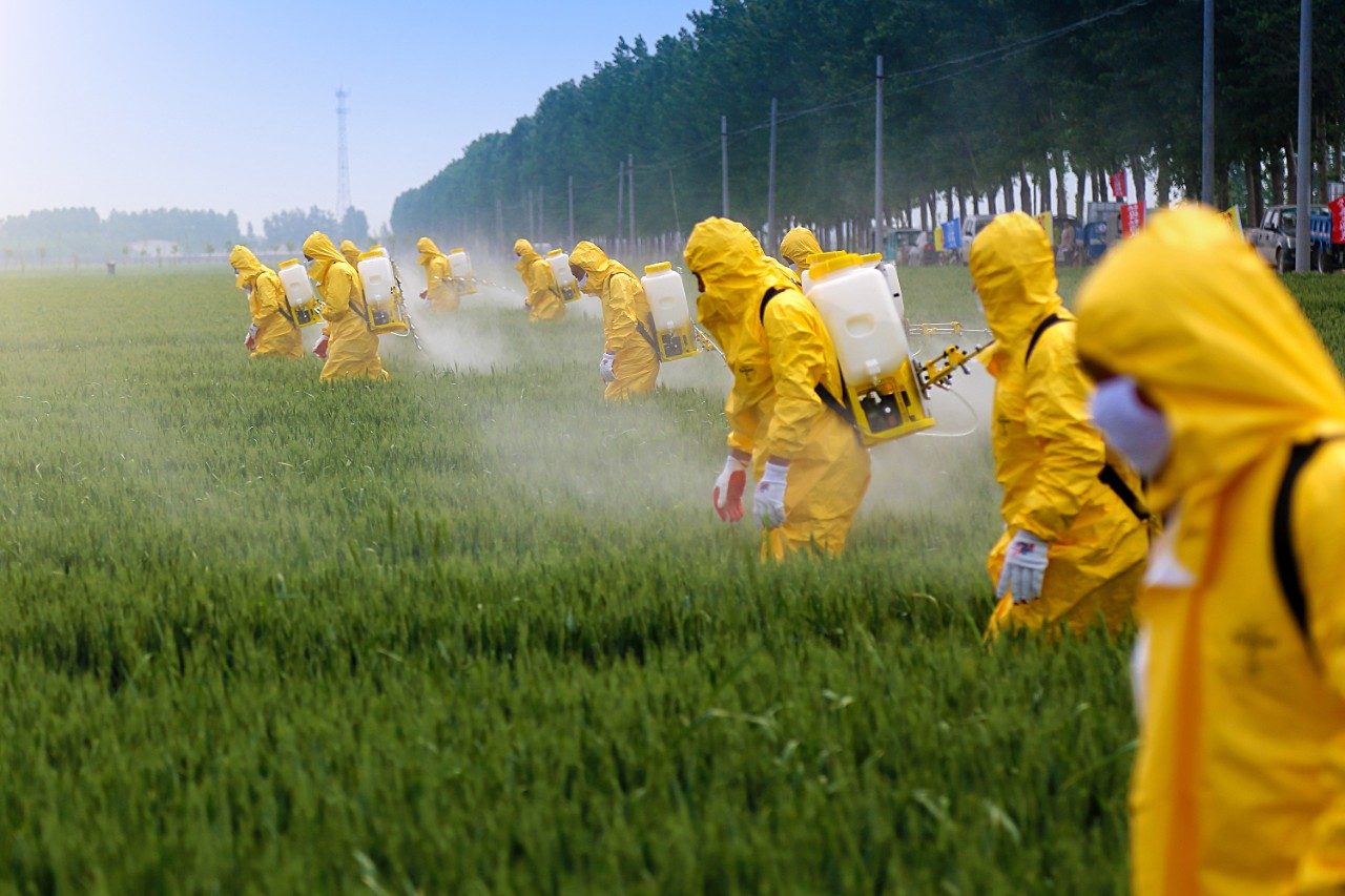 Farmers spraying pesticide in wheat field wearing protective clothing