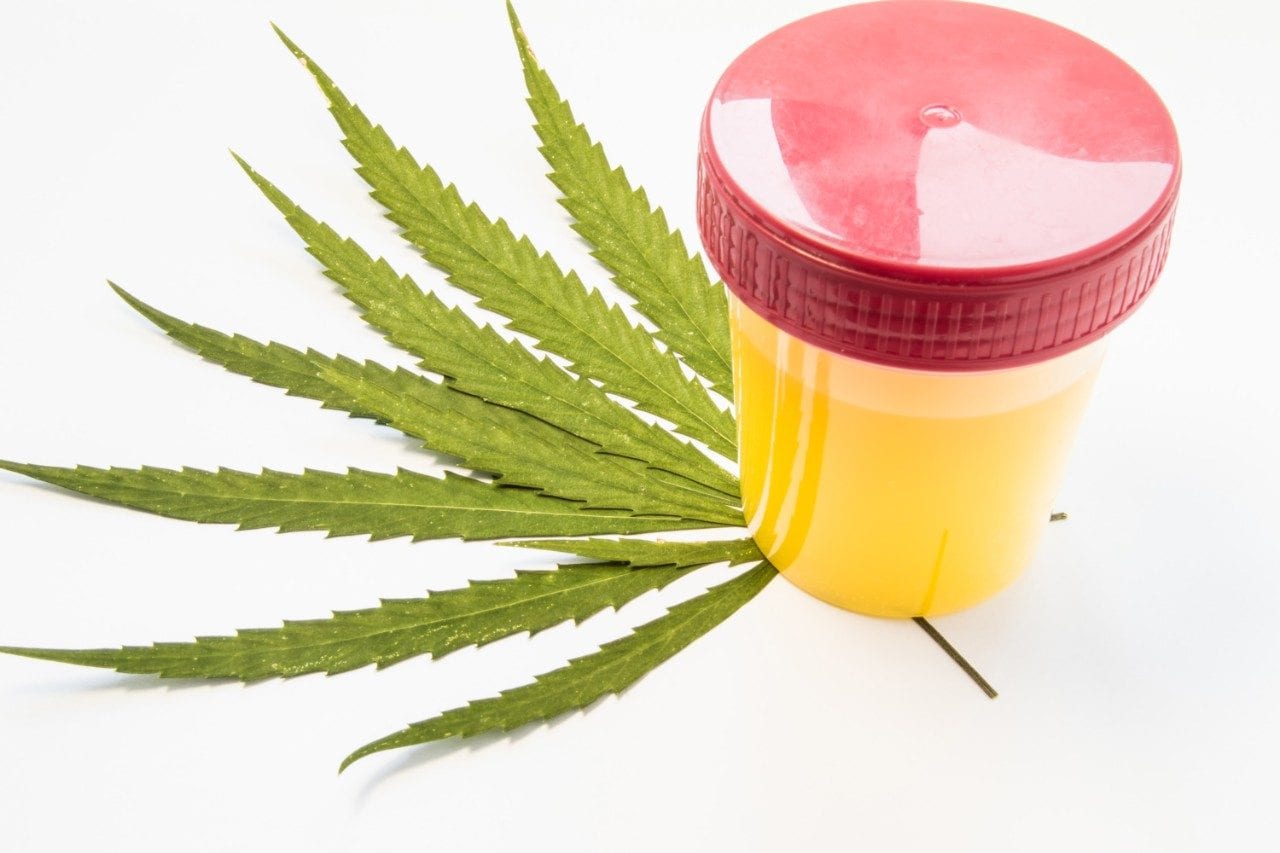 Urine sample on marijuana leaf