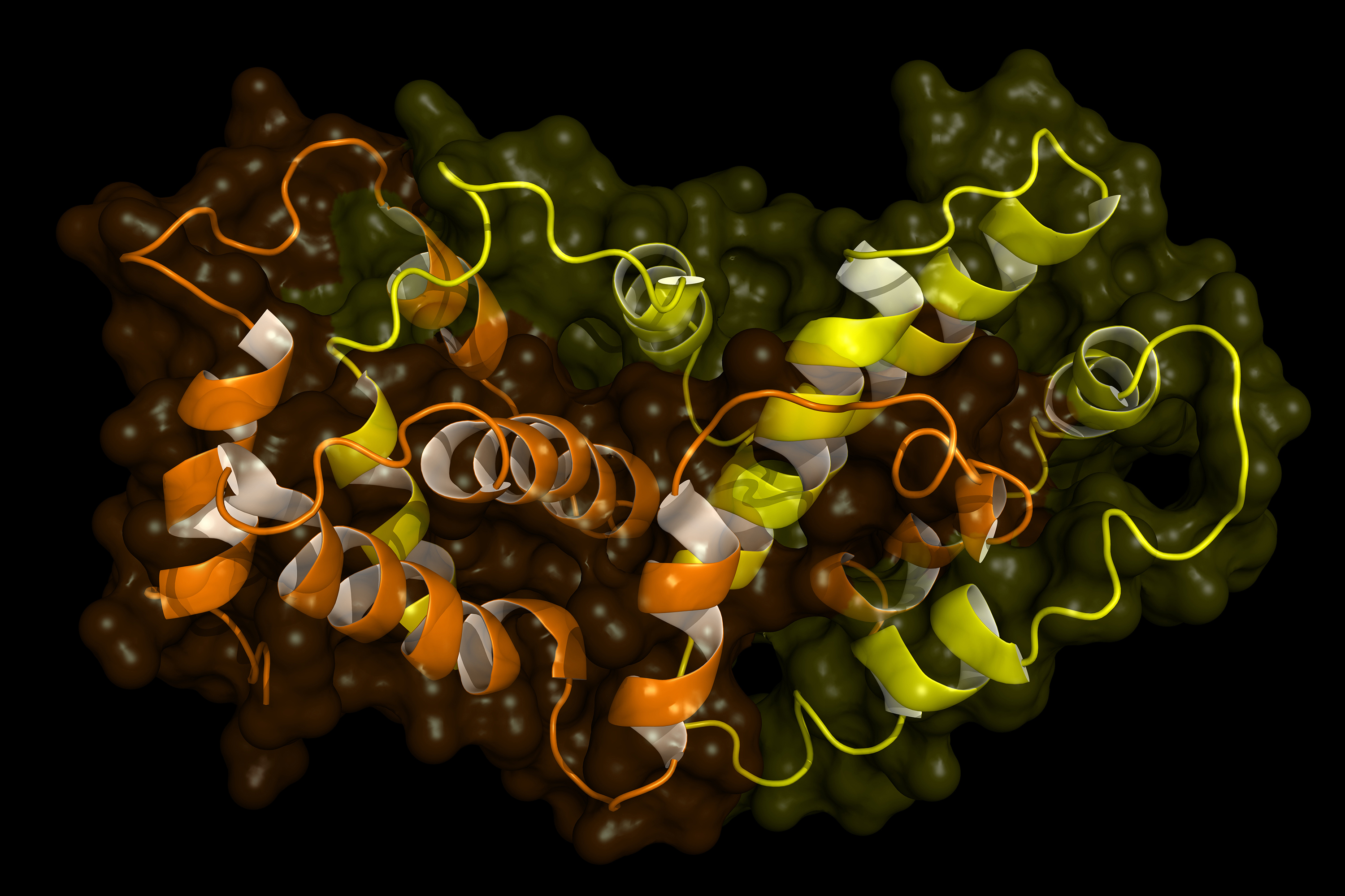 Interferon gamma structure