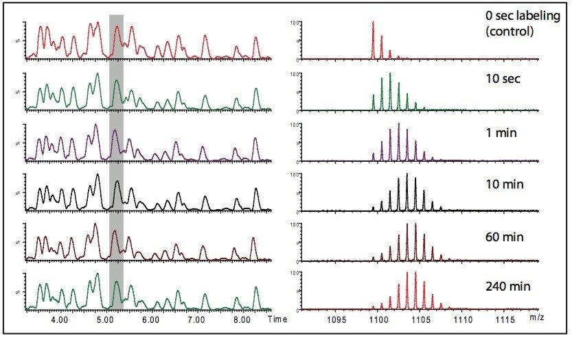 Crystal structure of CaM color coded to represent deuterium uptake