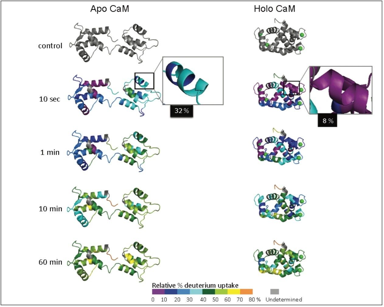 Deuterium uptake information represented on calmodulin apo and holo 3D structures