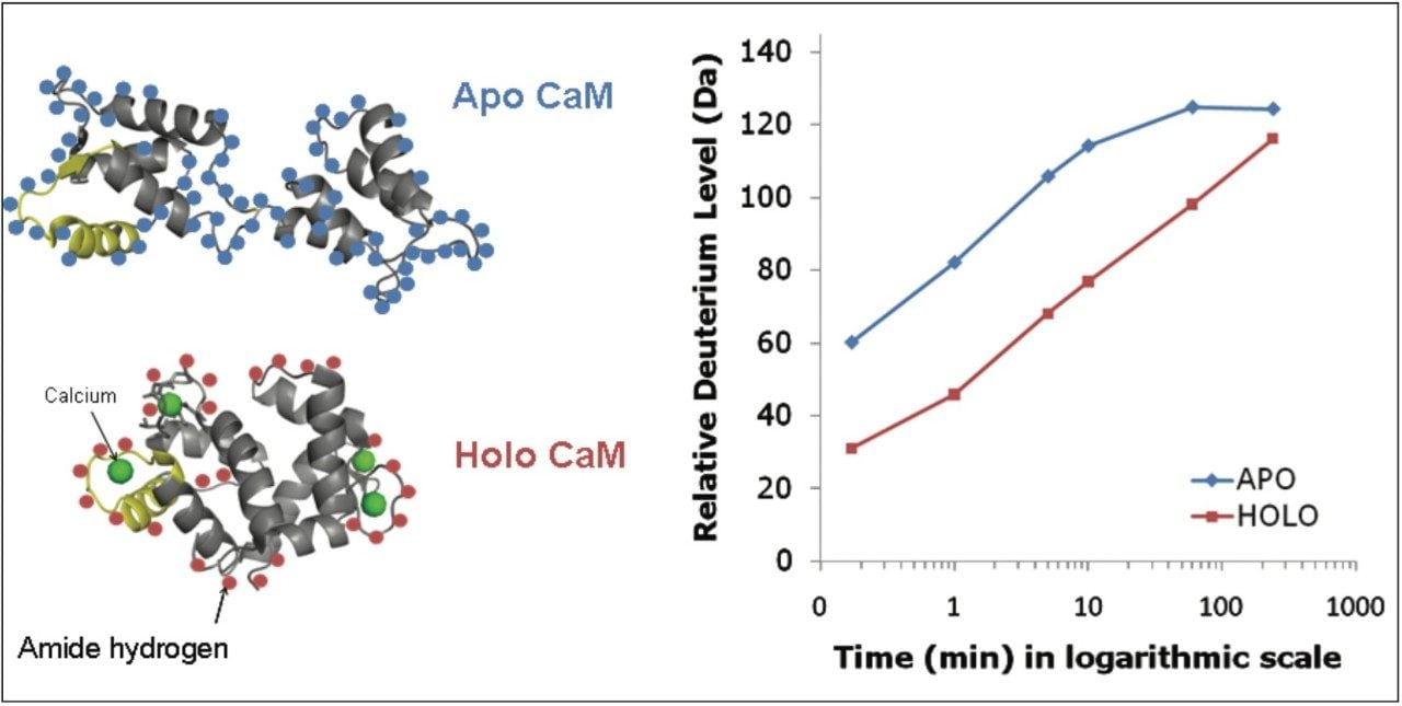 Deuterium uptake curves for intact apo and holo calmodulin with corresponding tertiary structures known from crystallography or NMR