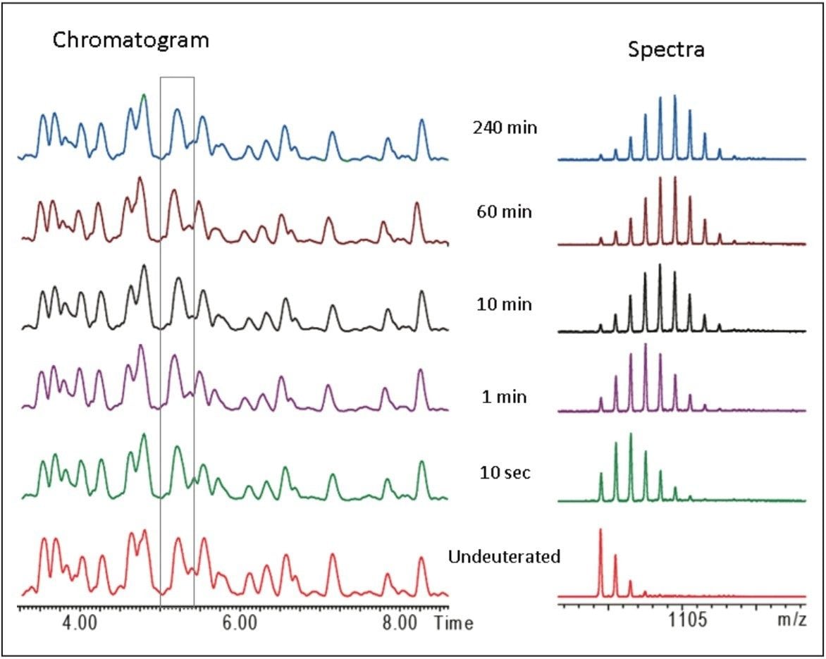 Reproducible chromatographic separations of calmodulin peptides following online pepsin digestion