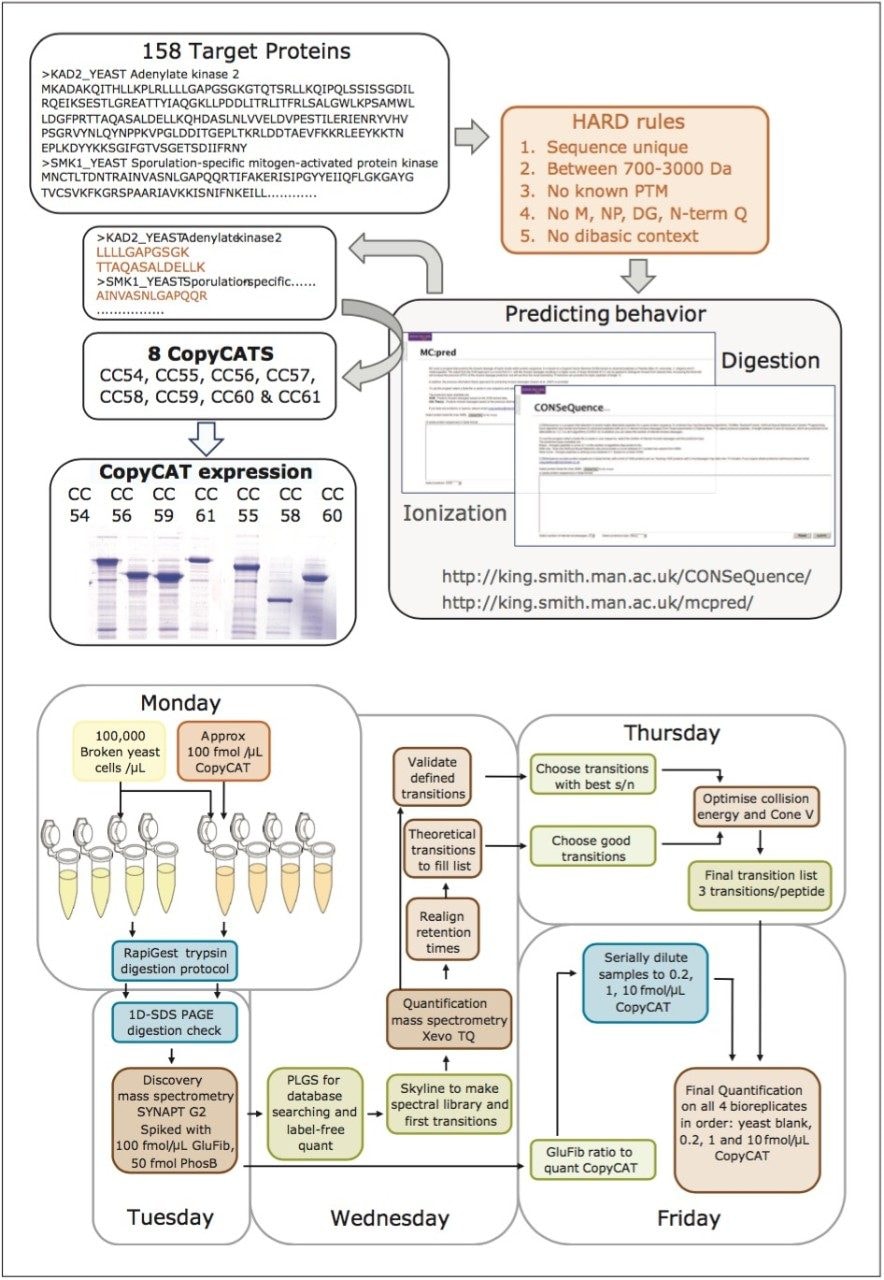  Design of a quantitation concatamer (QconCAT) and high-throughput MRM quantitation workflow.