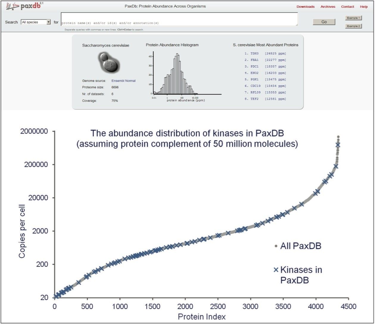 Yeast kinases span the complete abundance distribution range.