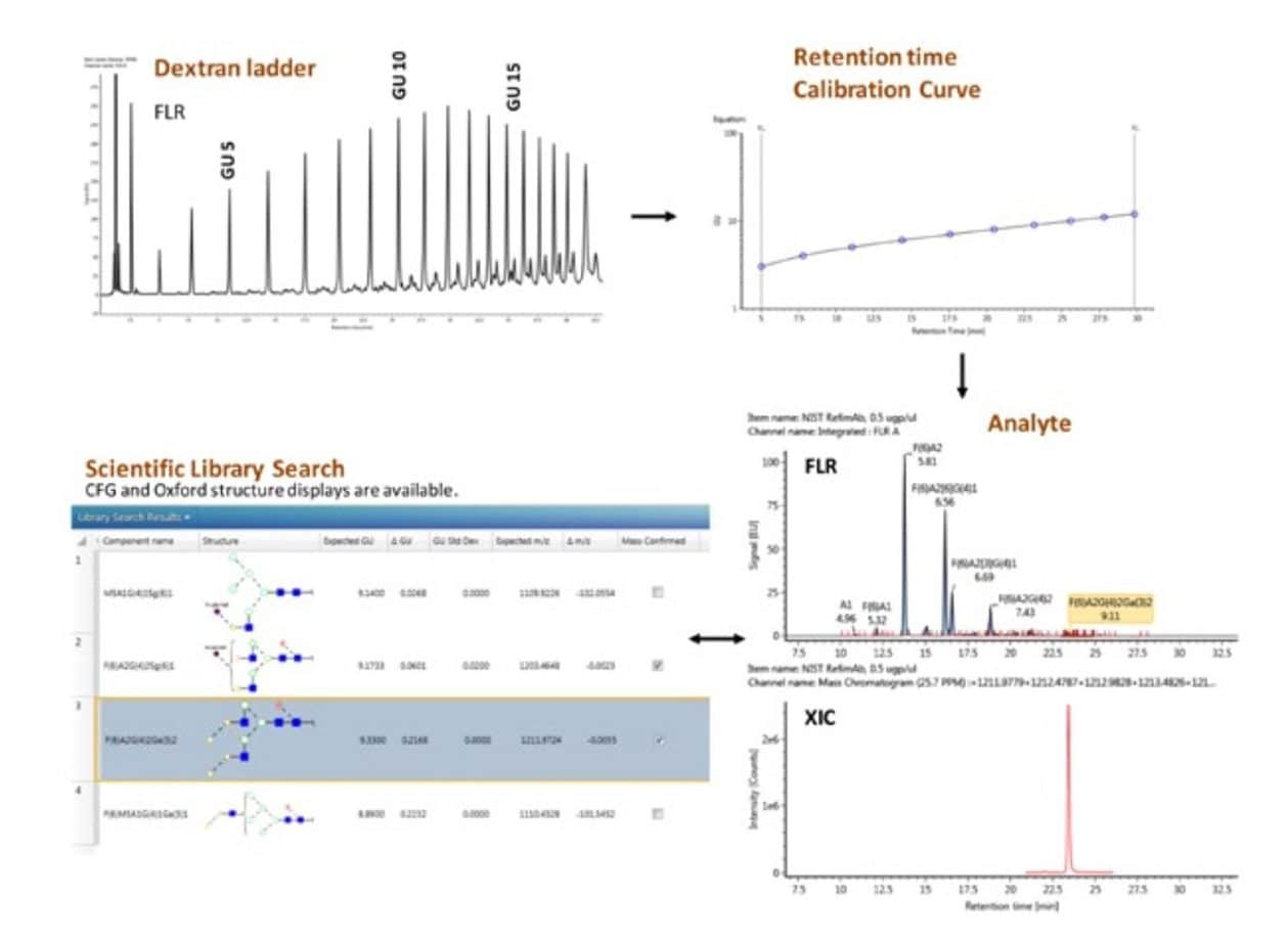 Workflow 1: Glycan FLR with MS confirmation.