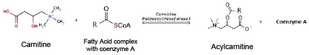 Schematic of fatty acid metabolism to produce acylcarnitines.