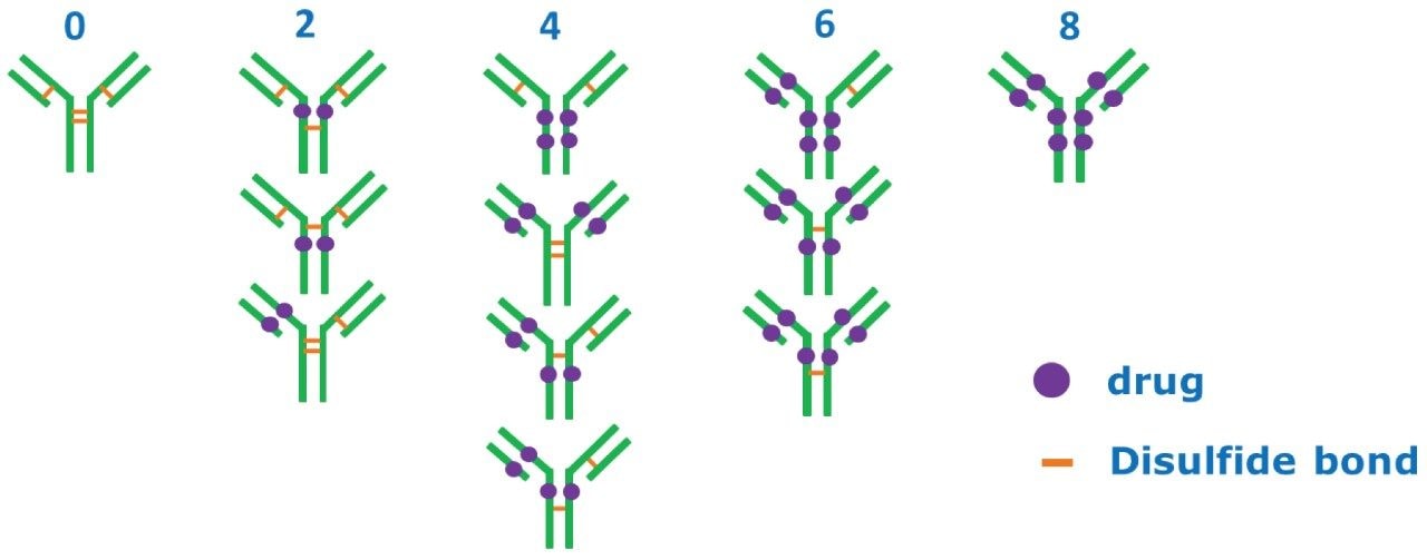 Cysteine-conjugated ADC molecules held together by non-covalent interactions between the light and heavy chains