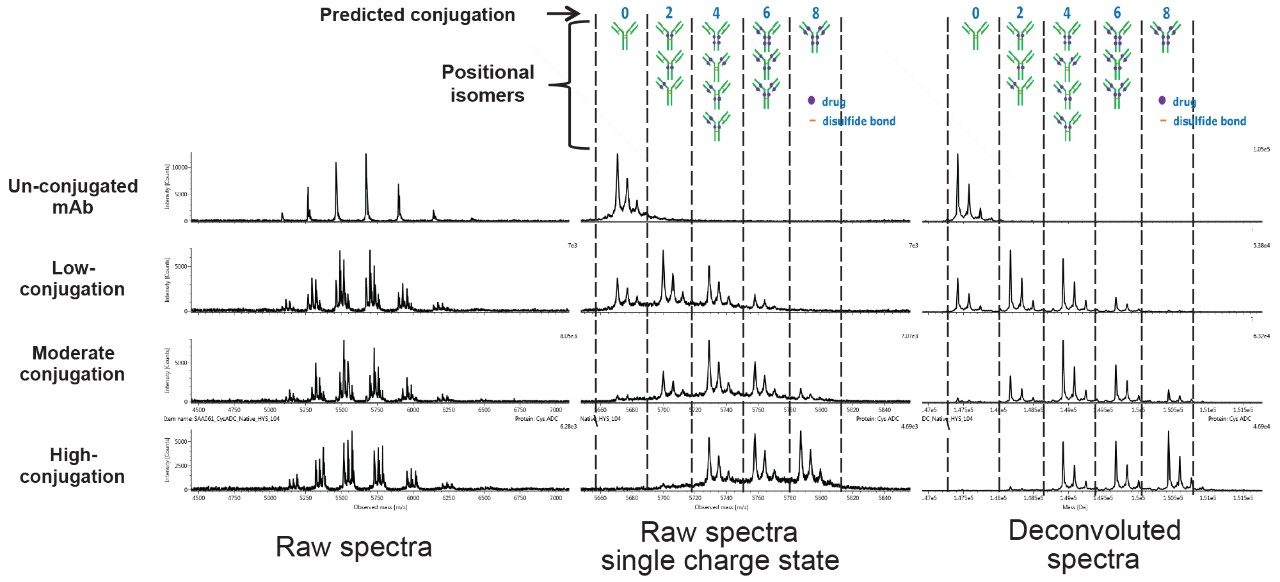 The combined raw spectra from multiple charge state envelope (left), the zoomed-in region (single charge state) of the combined raw spectra (center) and the deconvoluted spectra (right) of the reference materials (mAb), the low, moderate, and high conjugation level cysteine-conjugated ADC samples without deglycosylation treatment from native SEC-MS. Drug distribution was compared for three different cysteine-conjugated ADC samples with increasing drug load.