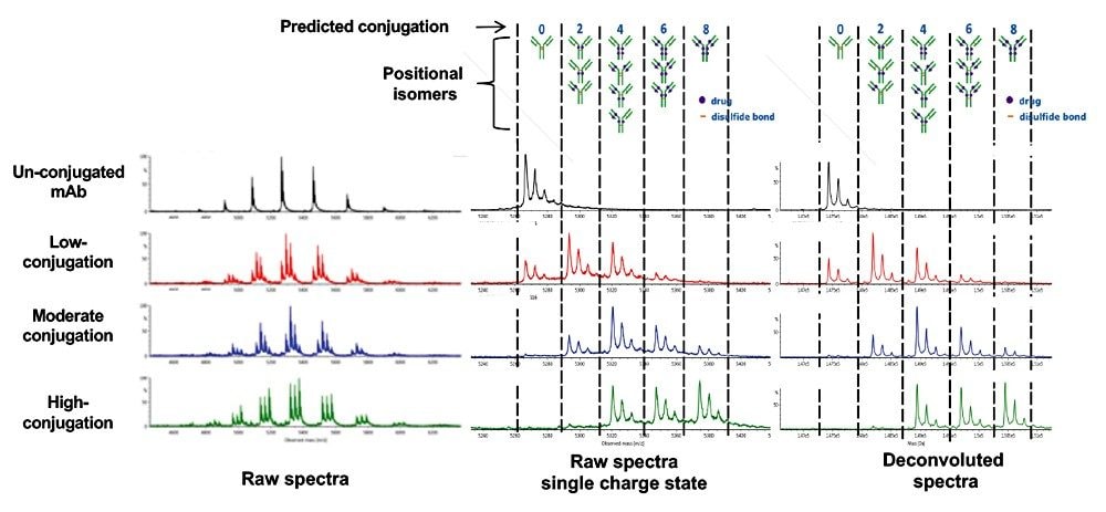  The combined raw spectra from multiple charge state envelope