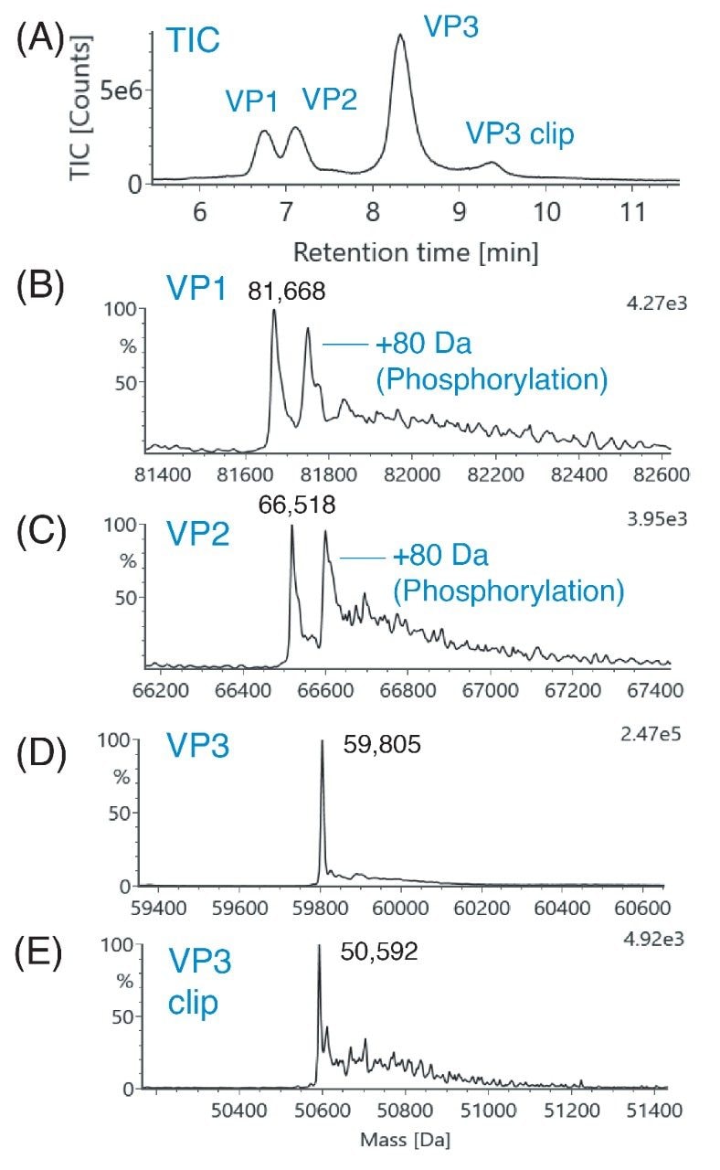  RPLC-MS of AAV capsid proteins