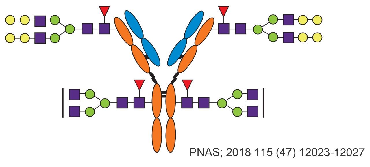 Depiction of cetuximab showing the N-glycosylation sites in the Fd in addition to the typical sites in Fc