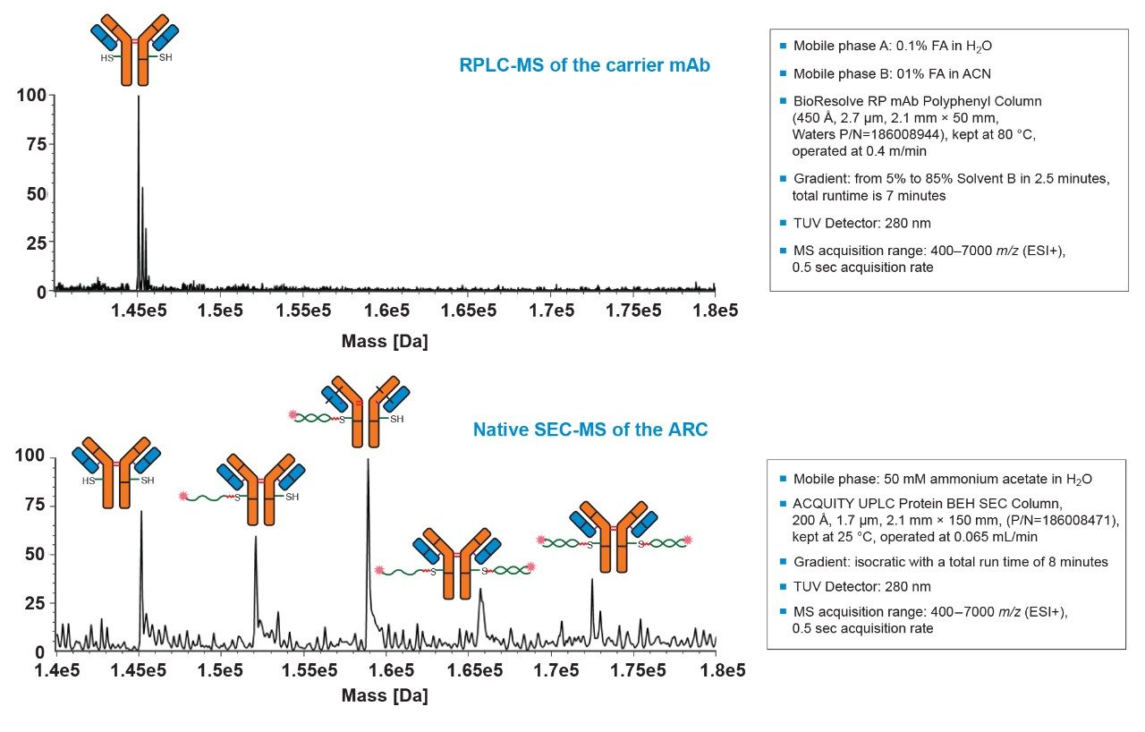 Top: Charge deconvoluted intact mass for the carrier protein is displayed. Bottom: Charge deconvoluted DAR species from Native SEC-MS analysis is displayed.