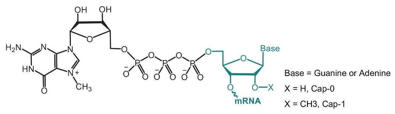 mRNA cap structure.