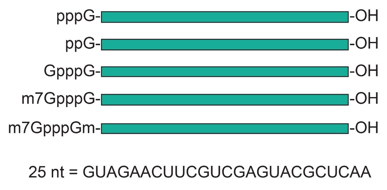 RNA oligonucleotides used in this study.