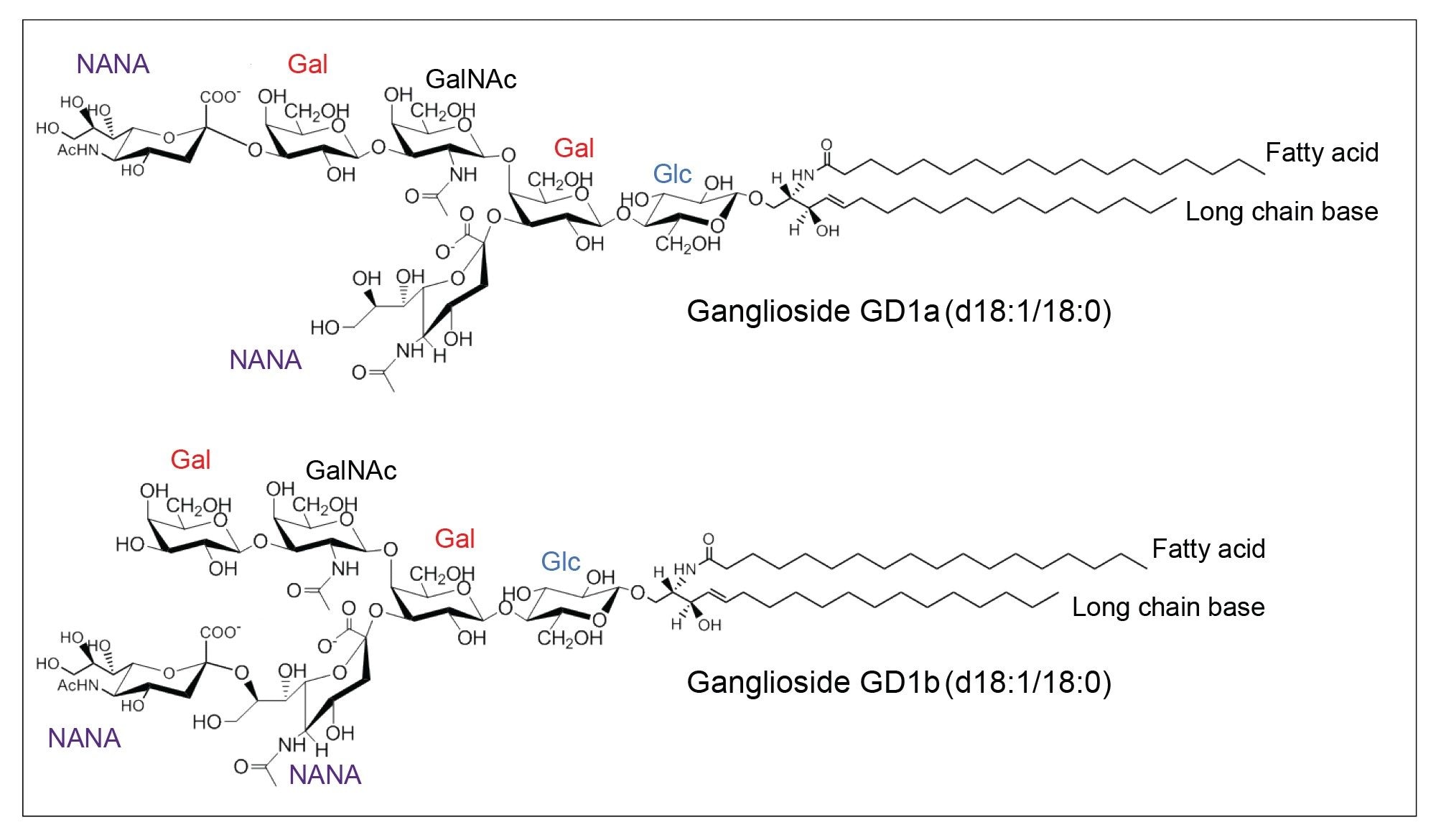 Structure of ganglioside GD1a (d18:1/18:0) and GD1b (d18:1/18:0). It is composed of ceramide linked with a glycosidic bond to an oligosaccharide chain containing glucose (Glc), galactose (Gal), N-acetylneuraminic acid (NANA), and N-acetylgalactosamine (GalNAc) units. 