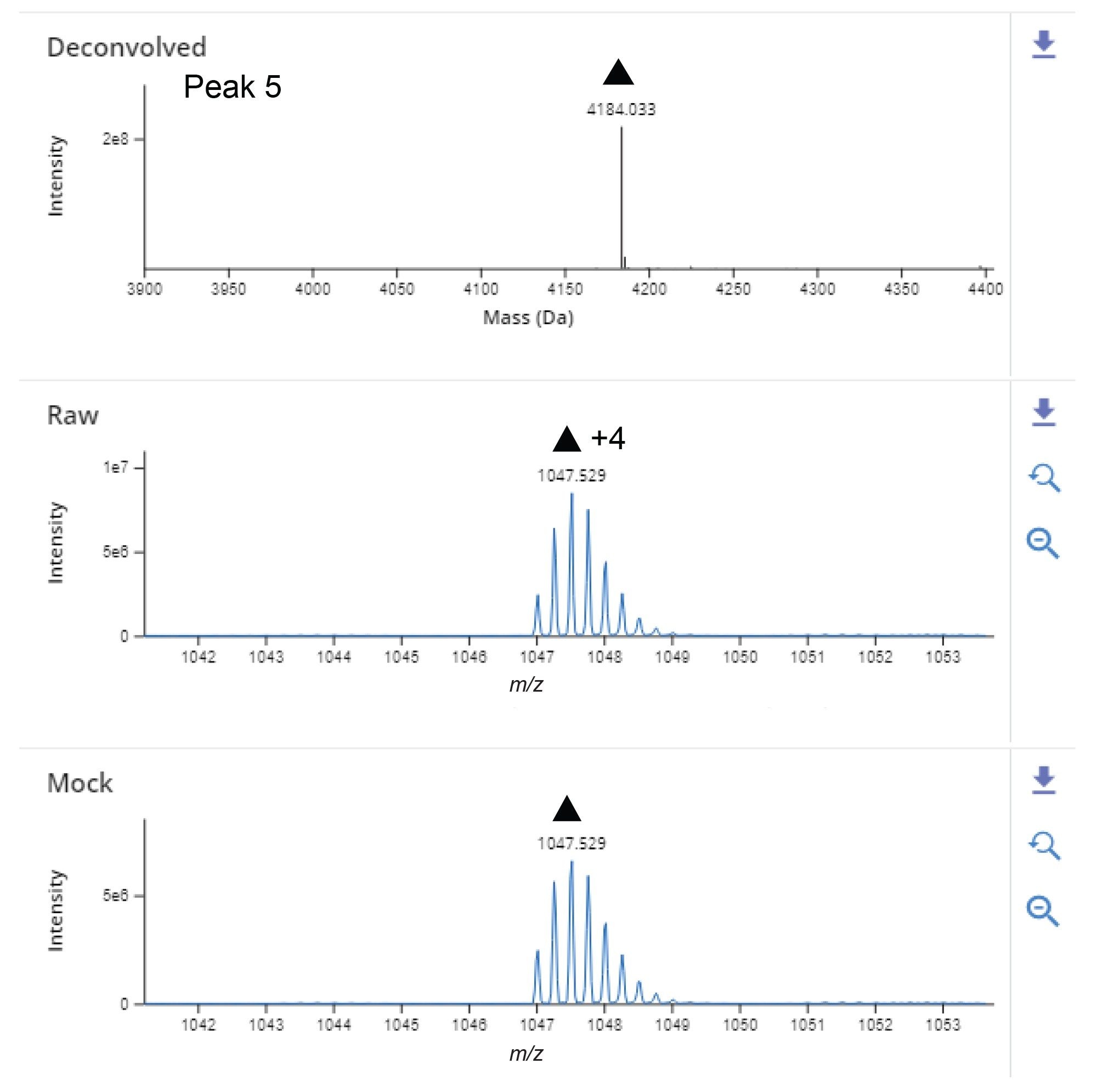 The figure shows XIC, charge deconvoluted, raw and mock spectra for Exenatide main peak. The raw data shows the zoomed-in +4 charge state