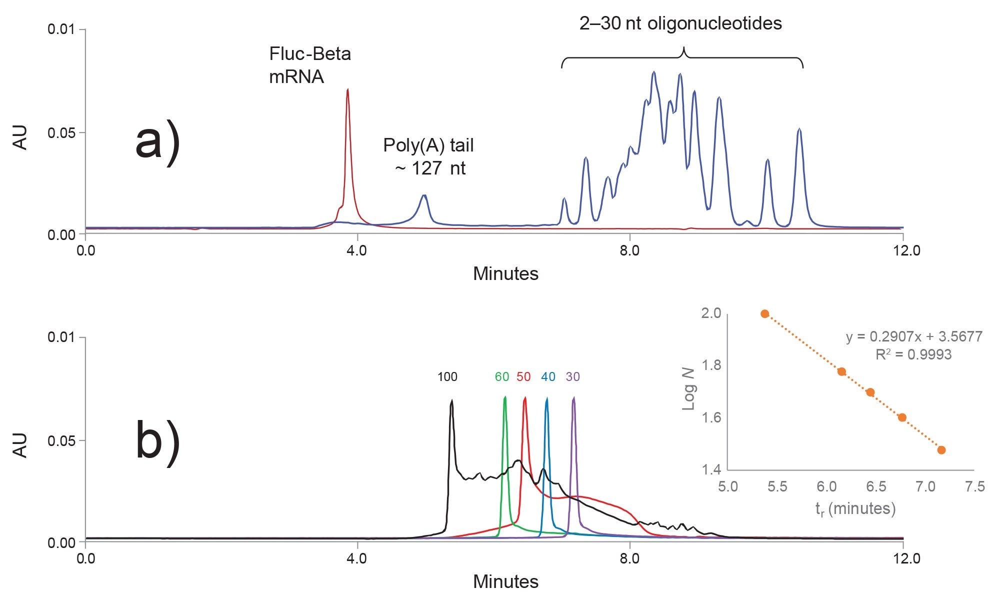 An extrapolation of the calibration curve is used to approximate the length of the even larger poly A tail