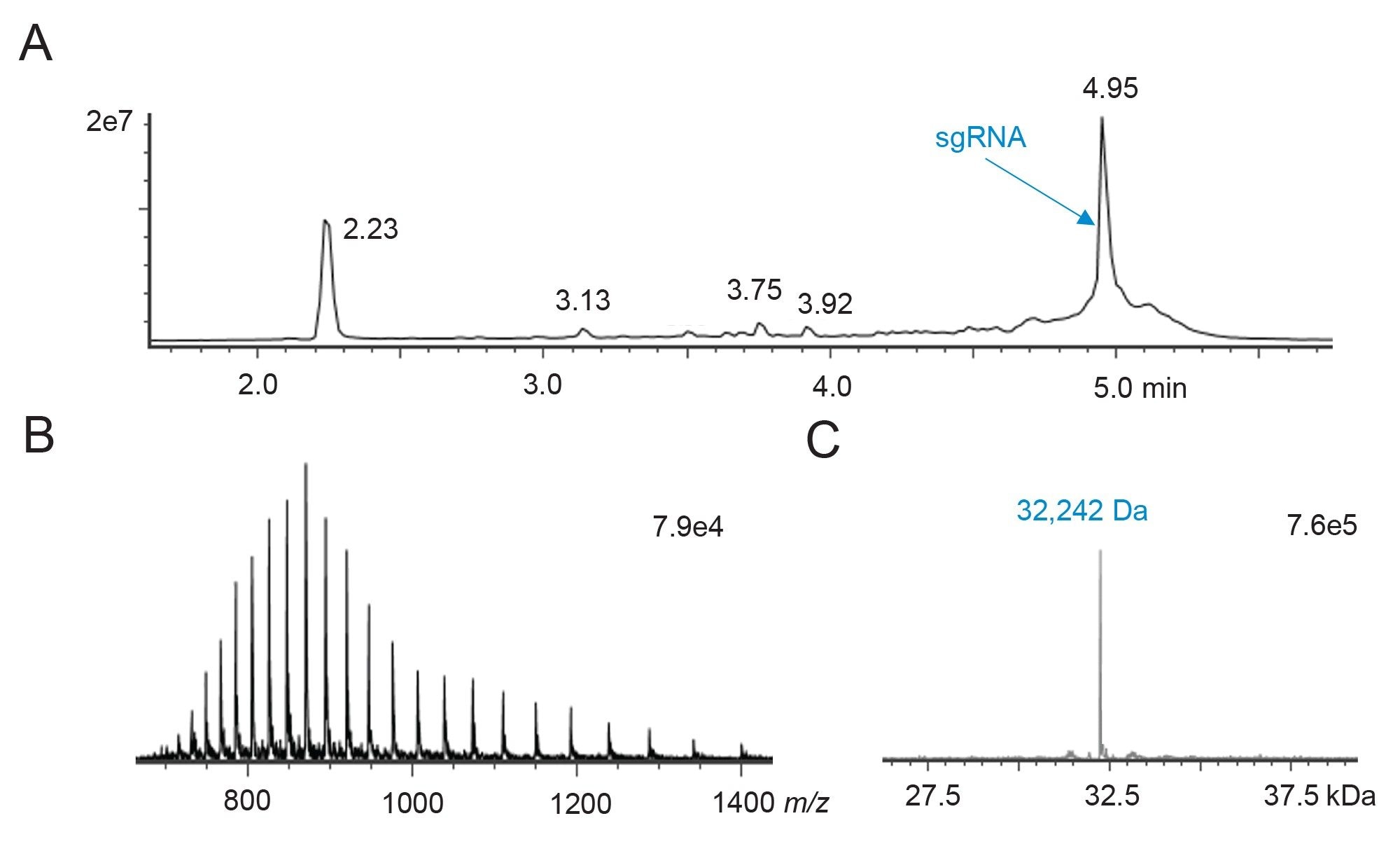 IP-RP-LC-MS analysis of a 10 pmol quantity of intact sgRNA. (A) Total ion chromatogram as acquired with an ACQUITY PREMIER Oligonucleotide BEH C18 300Å 1.7 µm 2.1 x 100 mm column and a BioAccord system