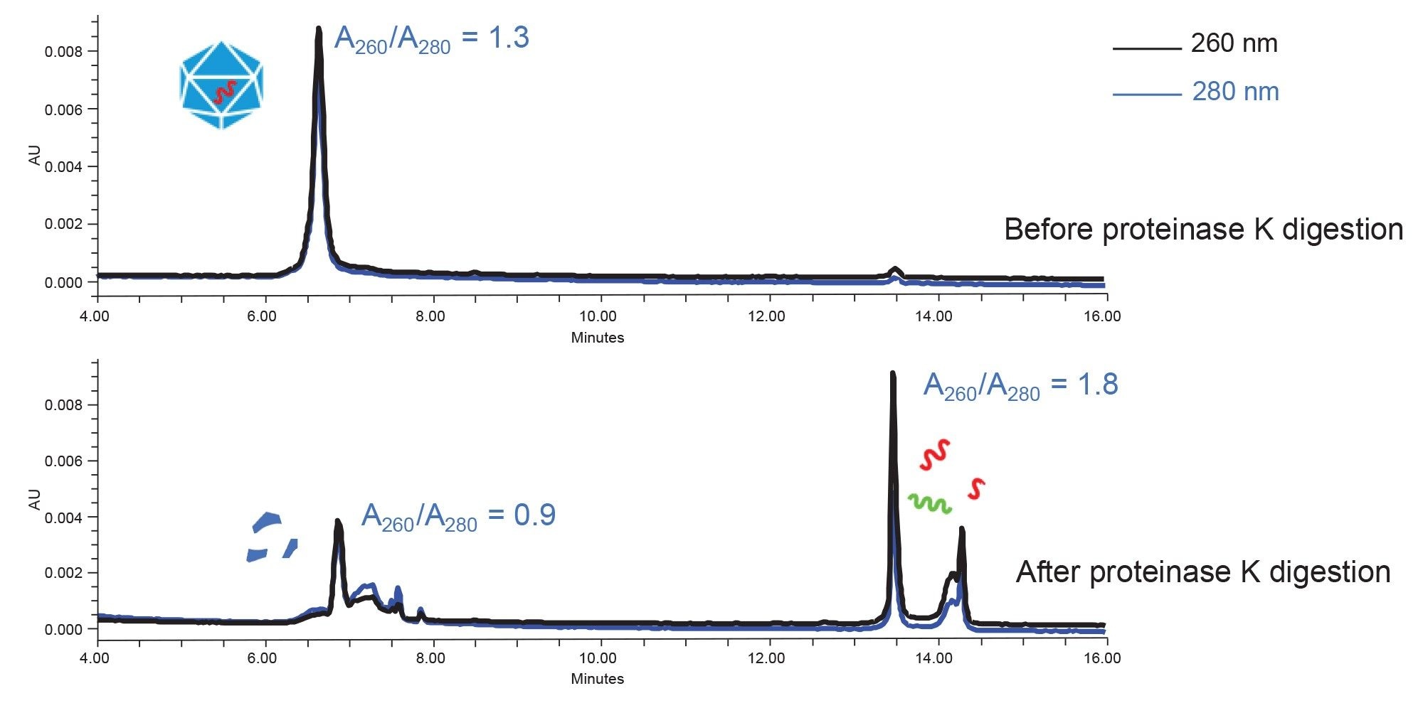 AEX separation of AAV9 capsid before and after proteinase K digestion