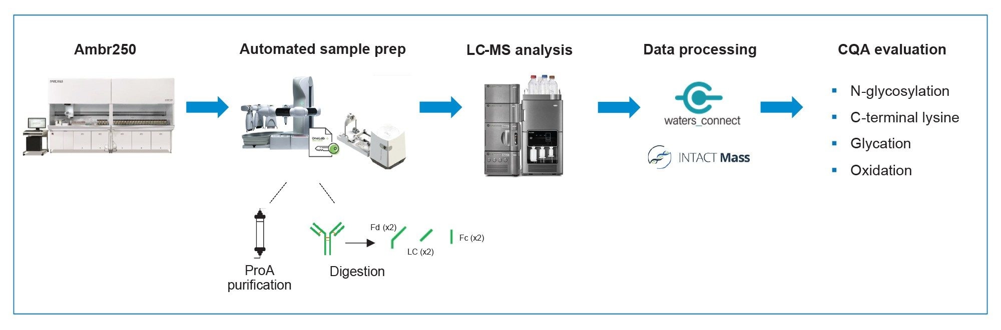 mAb Subunit MAM workflow