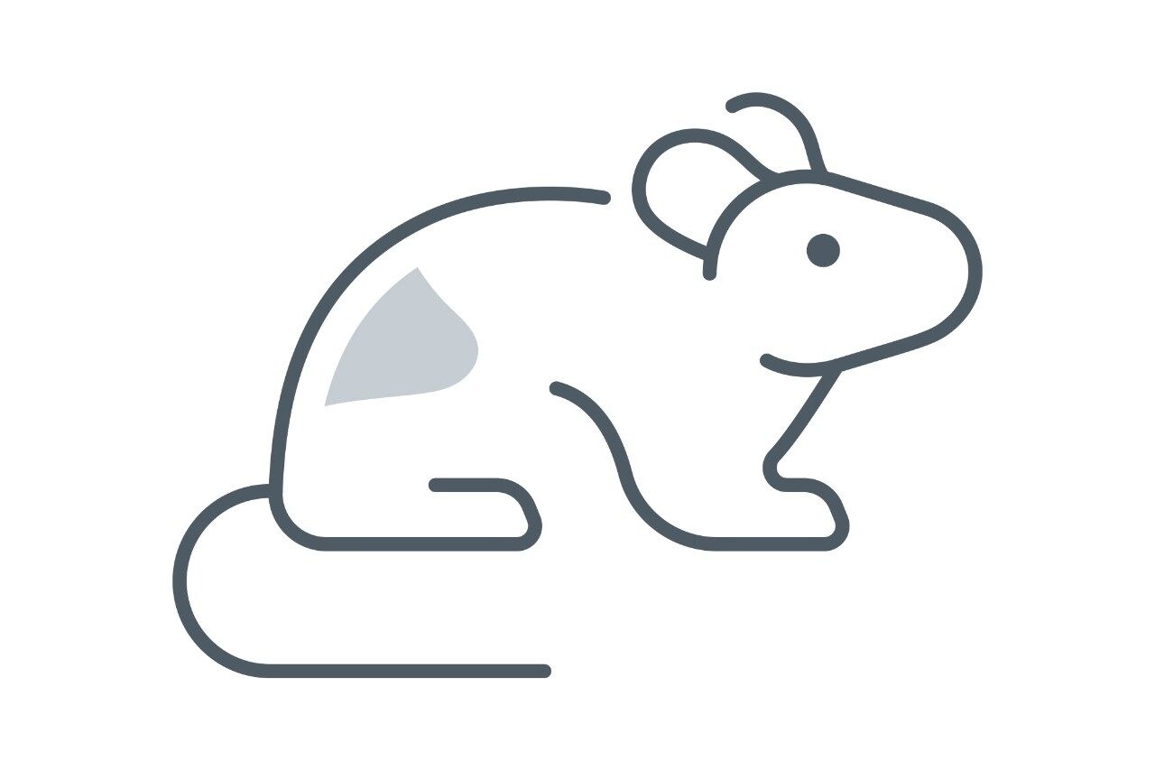 Simple line drawing of a rodent
