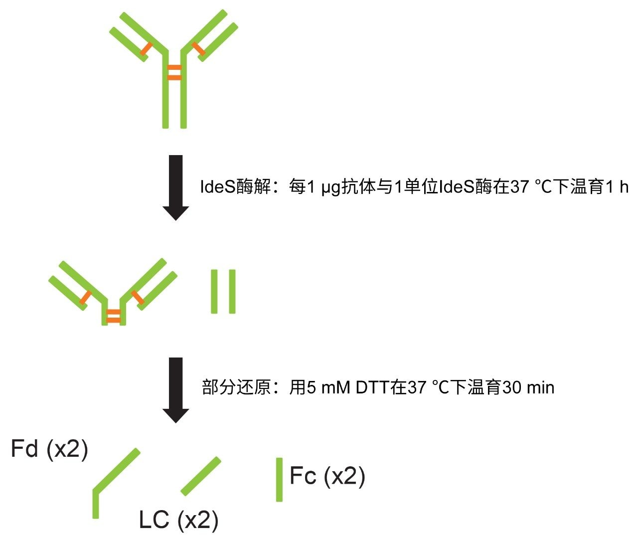 mAb亚基MAM方法使用的样品前处理过程，包括IdeS酶解和部分还原