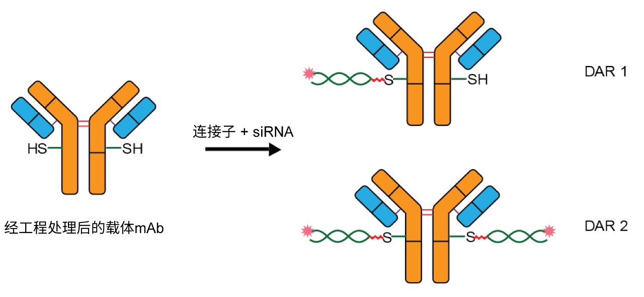 ARC（抗体siRNA偶联物）