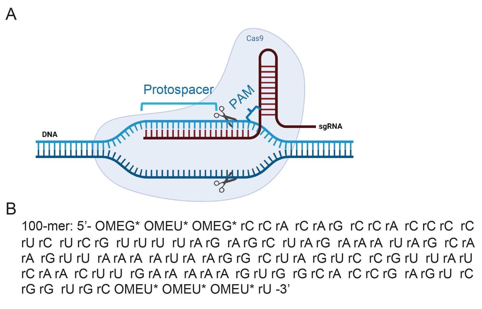 CRISPR-Cas9核糖核蛋白(RNP)复合物的示意图，其中包含与Cas9蛋白和互补DNA结合的单向导RNA (sgRNA)。图片来自BioRender.com。