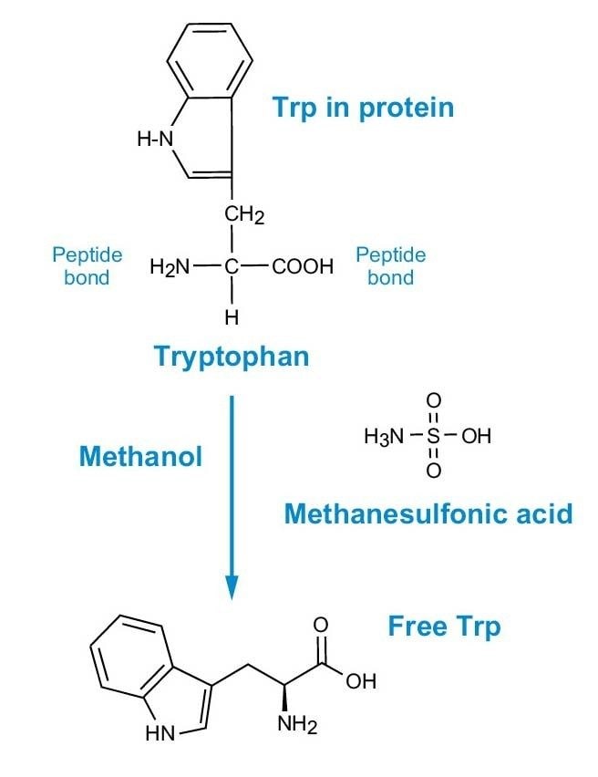 图2.用于Trp分析的MSA水解法