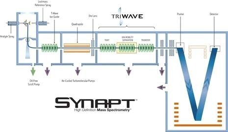 SYNAPT/TRIWAVE工作流程